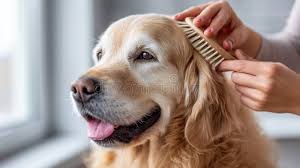 ✂️ Grooming & Care